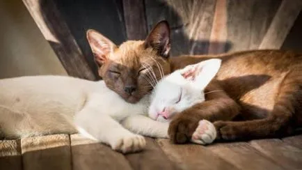 Az oka annak, hogy meg kell vásárolni egy második cat (van egy másik macska) Az oka annak, hogy meg kell vásárolni egy második macska