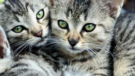 Az oka annak, hogy meg kell vásárolni egy második cat (macska) Az oka annak, hogy meg kell vásárolni egy második macska