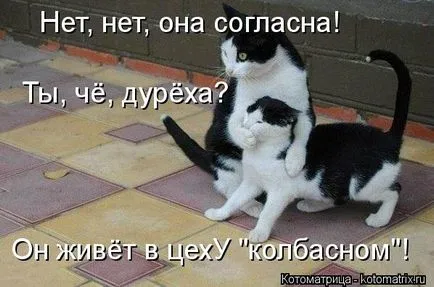 Vicces képek a macskák feliratokkal a funky (35 fotó) - vicces kép és humor