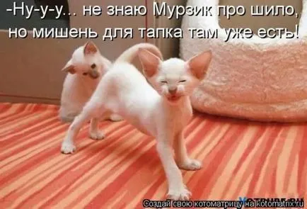 Vicces képek a macskák feliratokkal a funky (35 fotó) - vicces kép és humor