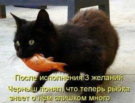 Vicces képek a macskák feliratokkal a funky (35 fotó) - vicces kép és humor