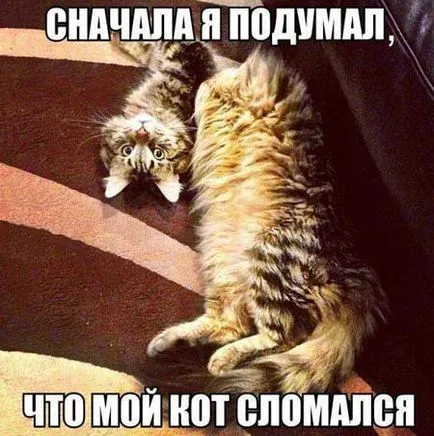 Vicces képek a macskák feliratokkal a funky (35 fotó) - vicces kép és humor