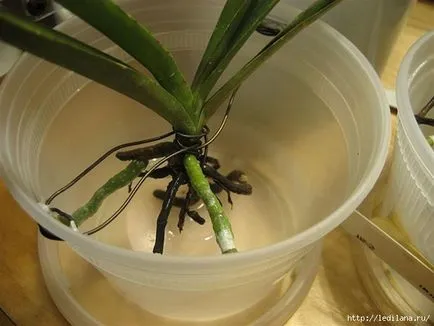 Egyszerű tanácsot, hogyan kell újraéleszteni az orchidea, akkor is, ha a korhadt gyökerek (újraéleszteni) Egyszerű tanácsot, hogyan kell újraéleszteni az orchidea, akkor is, ha a gyökerek már elkorhadt