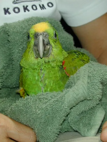 Cum să vă spălați-vă budgies