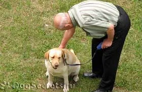 Cum de a pedepsi câinele (cum să pedepsească câine) Cum de a pedepsi un câine
