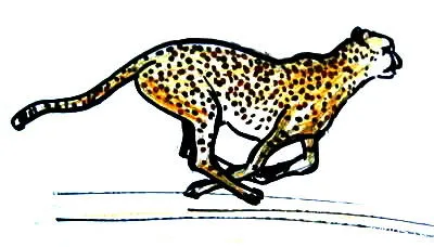 Cum să atragă un ghepard