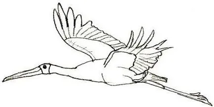 Cum de a desena un pas Stork cu pas ghid pentru începători 1 (Stork) Cum de a desena un pas Stork cu pas ghid pentru incepatori 1