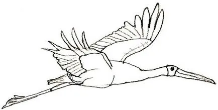 Cum de a desena un desen Stork Stork în etape creion