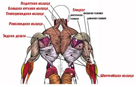 Cum de a construi spate largă de exerciții eficiente cu fotografii și video