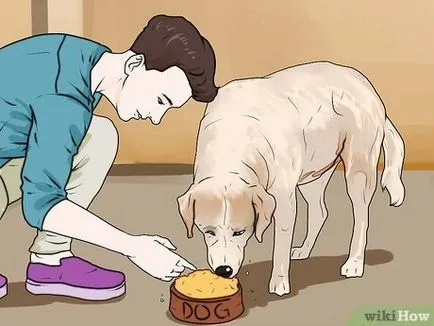 Cum de a pedepsi un câine