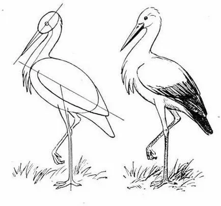 Cum de a desena etape Stork creion (figura) Cum de a desena un creion etape barză