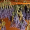 Cum să colecteze și să se usuce ceai de menta si balsam de lamaie