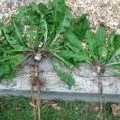 Cum să colecteze și să se usuce ceai de menta si balsam de lamaie