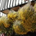 Cum să colecteze și să se usuce ceai de menta si balsam de lamaie