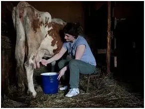 Cum la lapte de vaca un mâini