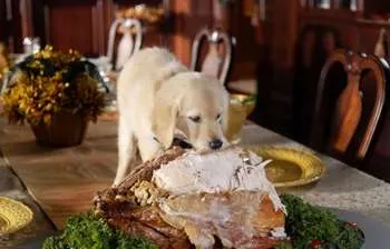 Cum de a hrăni câinele, care este posibil, și ceea ce nu este