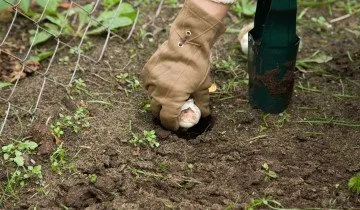 Cum de a planta lalele - primavara sau toamna, și profundă sau nu