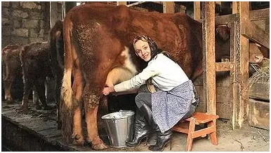 Cum la lapte de vaca un mâini