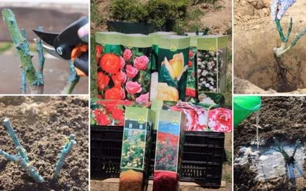 Cum să planteze trandafiri în teren deschis, în primăvară, într-un pat de flori ()