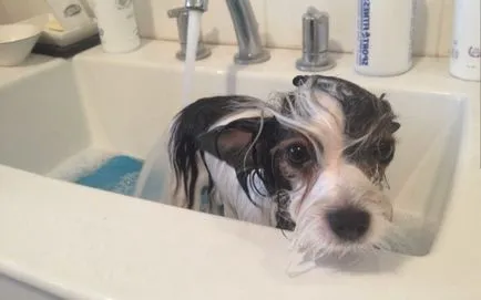 Cum se curata un Yorkshire Terrier (spălare) Cum se curata un Yorkshire Terrier