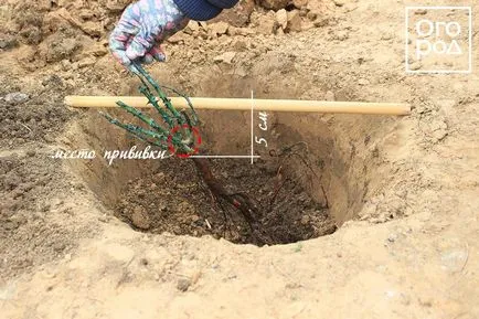 Cum să planteze trandafiri în teren deschis, în primăvară, într-un pat de flori ()