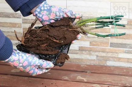 Cum să planteze trandafiri în teren deschis, în primăvară, într-un pat de flori ()