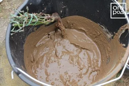 Cum să planteze trandafiri în teren deschis, în primăvară, într-un pat de flori ()