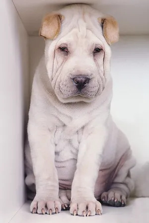 Cum de a păstra un câine Shar-Pei Descriere rasa, caracteristici, reguli de ingrijire