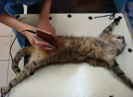 Așa cum se comportă pisicile după castrare (pisica castrare) Cum să se comporte pisici după castrare
