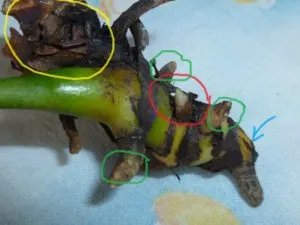 Cum de a salva Anthurium a rămas ciot cu frunze