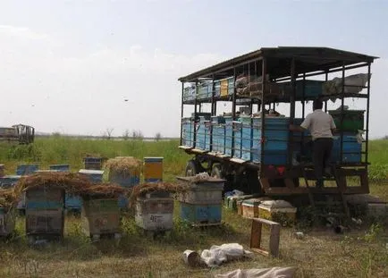 Ca propriile lor mâini pentru a construi un pavilion pentru albine