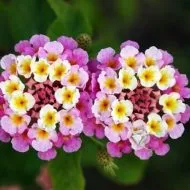 Cum să aibă grijă de petunii în ghivece (ghivece de petunii Petunia) Cum să aibă grijă de petunii în ghivece