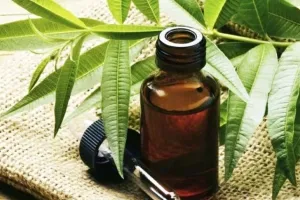 Cum de a consolida gingiile, în cazul în care șovăie dinți la domiciliu ce să facă (dinți) Cum de a consolida gingiile, în cazul în care șovăie dinți la domiciliu ce să facă