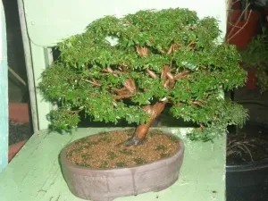 Cum să aibă grijă de copac mirt la floare mitologica a trăit în casă și sărbătoare pentru ochi (decorativi) Cum să aibă grijă de copac mirt la floarea mitologic a locuit în casă și sărbătoare pentru ochi