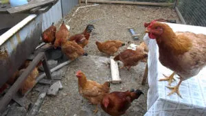 Cum să crească un pui de carne, și ce condiții sunt necesare pentru întreținerea acestora