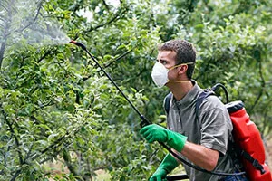 Cum să crească un măr de la plantare pentru a recolta