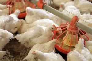 Cum să crească un pui de carne, și ce condiții sunt necesare pentru întreținerea acestora