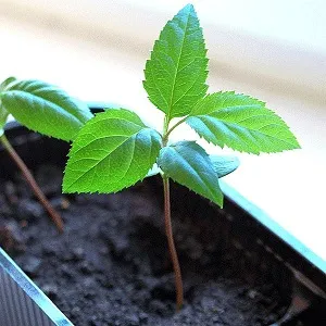 Cum să crească un măr de la plantare pentru a recolta