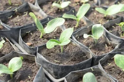 Cum să crească răsaduri de dovlecel la domiciliu (dovlecel) Cum să crească răsaduri de dovlecel la domiciliu