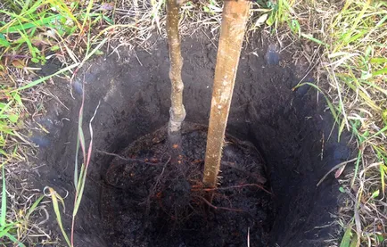 Cum să crească un măr de la plantare pentru a recolta