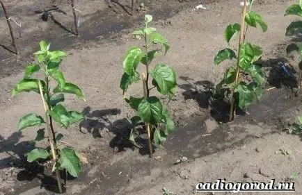 Cum să crească un măr, o grădină și (cresc) Cum să crească un copac, gradina de mere și