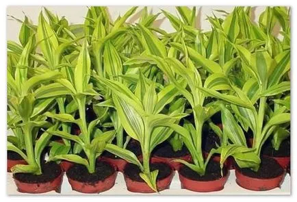 Cum să crească de bambus in casa - cum să aibă grijă de tehnici de ameliorare a plantelor