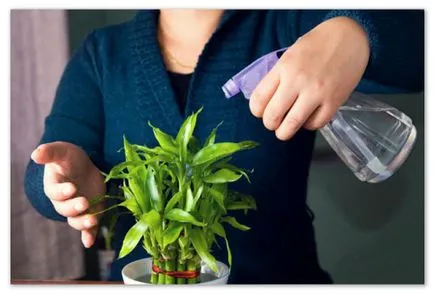 Cum să crească de bambus in casa - cum să aibă grijă de tehnici de ameliorare a plantelor