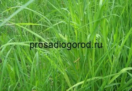 Cum să se retragă de pe canapea grădină pentru totdeauna remedii populare, foto și video