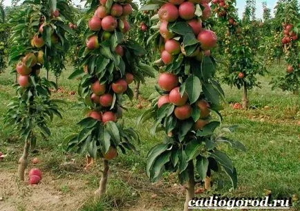 Cum să crească un măr, o grădină și (cresc) Cum să crească un copac, gradina de mere și
