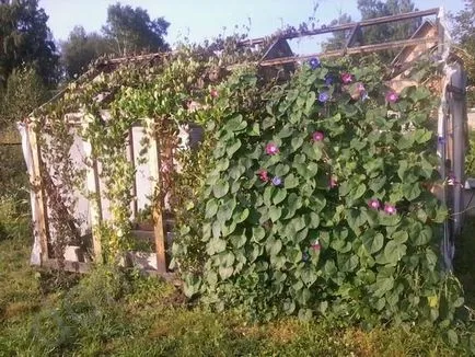 Cum să crească și kobeyu Ipomoea - cabana grădină de flori
