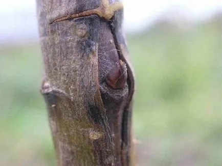 Cum să crească un măr de la plantare pentru a recolta