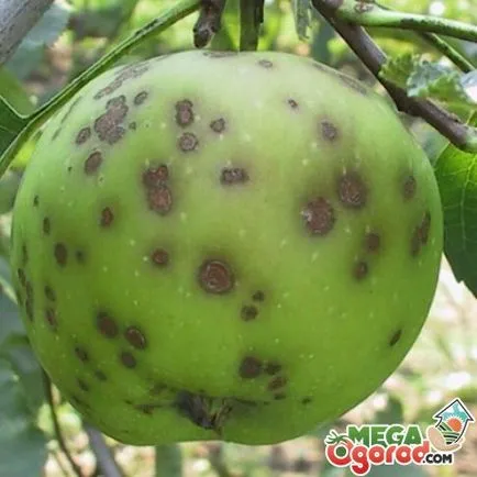 Cum să crească un copac măr în grădină - de la plantarea să aibă grijă de copac (gradina) Cum să crească un copac măr în grădină - de la plantarea să aibă grijă de copac