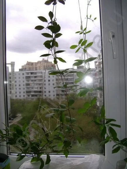 Cum să crească și kobeyu Ipomoea - cabana grădină de flori