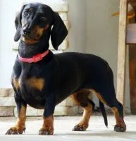 Dwarf fotografii de câine rasa cu titluri și descrieri (rocă) Dwarf fotografii de câine rasa cu titluri și descrieri